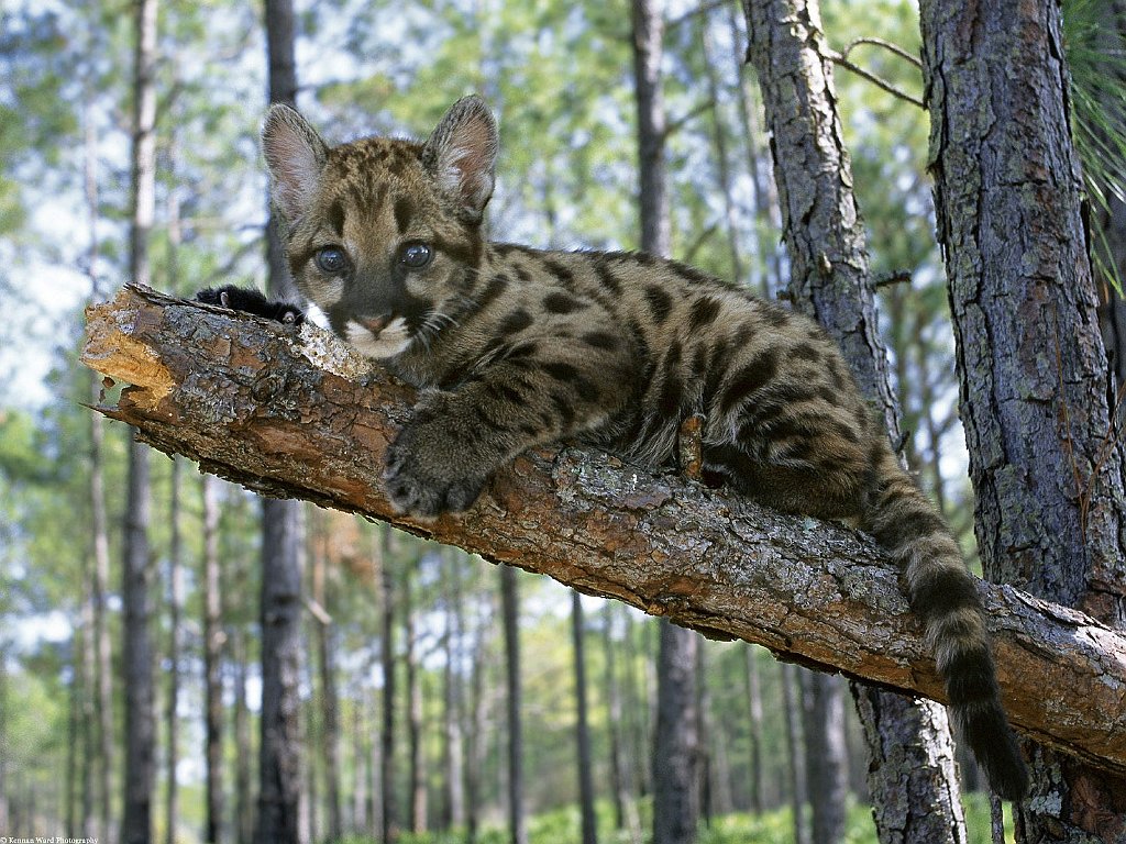 Mountain Lion Cub, Florida